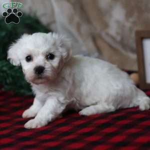 Twinkle, Bichon Frise Puppy